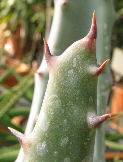 Pépinière Palmaris Aloe marlothii