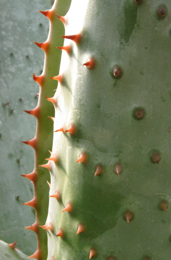 Pépinière Palmaris Aloe marlothii