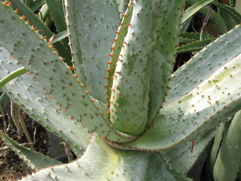 Pépinière Palmaris Aloe marlothii