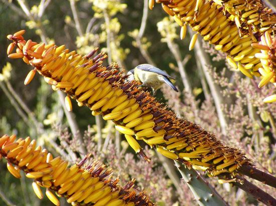 Pépinière Palmaris Aloe marlothii Deleuze