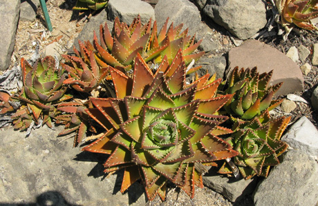 Pépinière Palmaris Aloe mitriformis