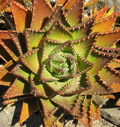 Pépinière Palmaris Aloe mitriformis