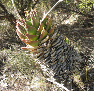 Pépinière Palmaris Aloe mitriformis