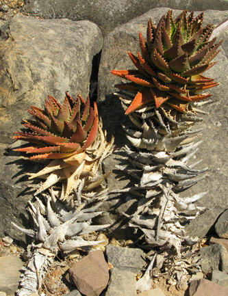 Pépinière Palmaris Aloe mitriformis