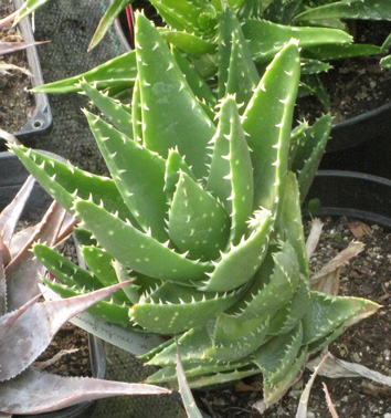 Pépinière Palmaris Aloe mitriformis