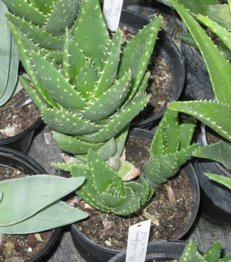 Pépinière Palmaris Aloe mitriformis