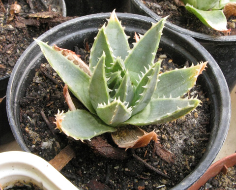 Pépinière Palmaris Aloe polyphylla