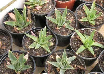 Pépinière Palmaris Aloe polyphylla