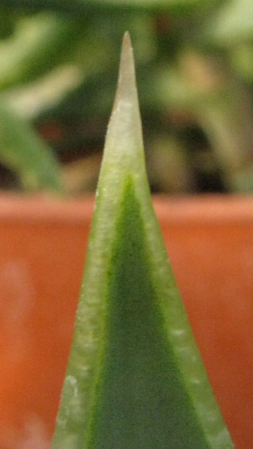 Pépinière Palmaris Aloe polyphylla