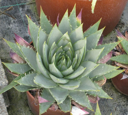 Pépinière Palmaris Aloe polyphylla