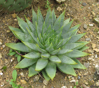 Pépinière Palmaris Aloe polyphylla