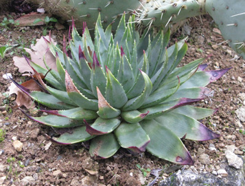 Pépinière Palmaris Aloe polyphylla