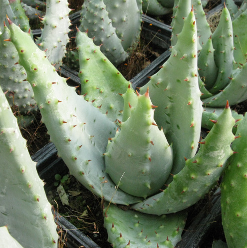 Pépinière Palmaris Aloe reitzii