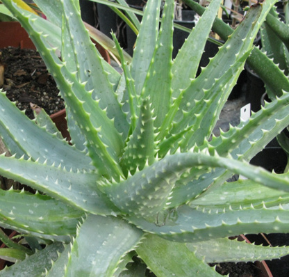 Pépinière Palmaris Aloe spinosissima