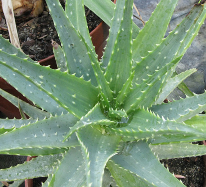 Pépinière Palmaris Aloe spinosissima