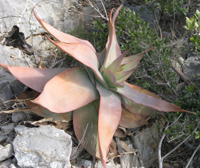 Pépinière Palmaris Aloe striata