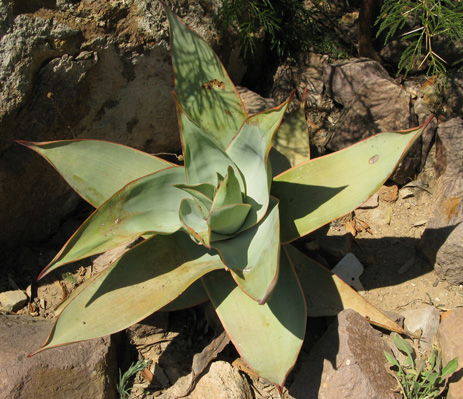 Pépinière Palmaris Aloe striata