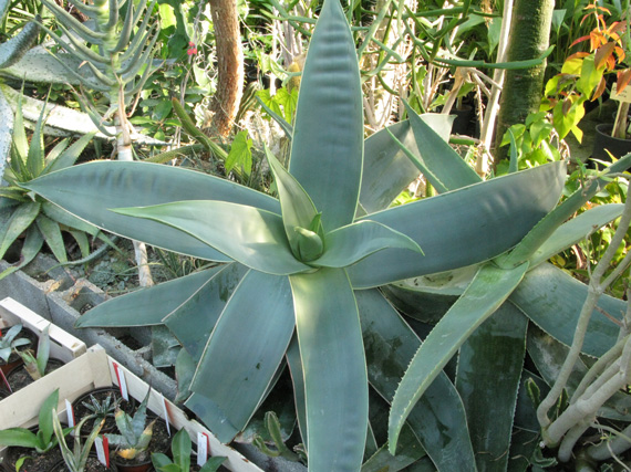 Pépinière Palmaris Aloe striata