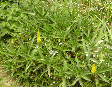 Pépinière Palmaris Aloe striatula