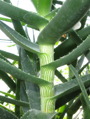 Pépinière Palmaris Aloe striatula