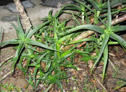 Pépinière Palmaris Aloe striatula