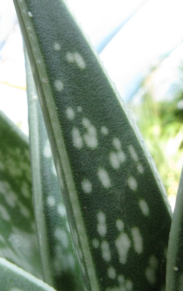 Pépinière Palmaris Aloe variegata