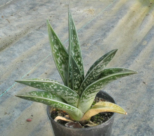 Pépinière Palmaris Aloe variegata