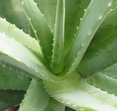 Pépinière Palmaris Aloe vera