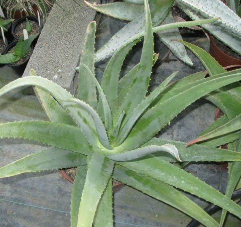 Pépinière Palmaris Aloe vera