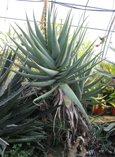 Pépinière Palmaris Aloe sp X "Côte d'Azur"