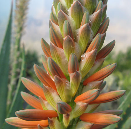 Pépinière Palmaris Aloe sp X "Côte d'Azur"