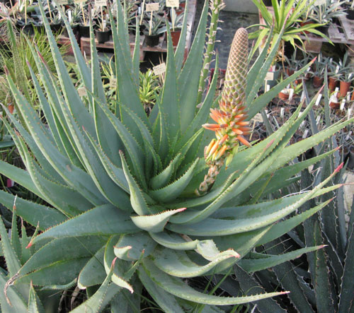 Pépinière Palmaris Aloe sp X "Côte d'Azur"