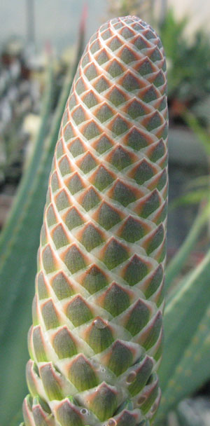 Pépinière Palmaris Aloe sp X "Côte d'Azur"