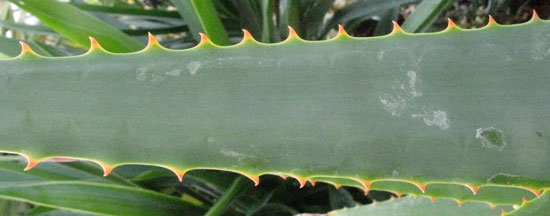 Pépinière Palmaris Aloe sp X "Côte d'Azur"