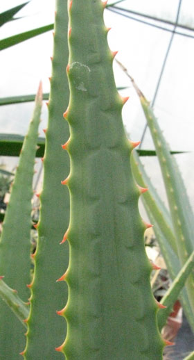 Pépinière Palmaris Aloe sp X "Côte d'Azur"