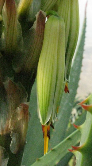 Pépinière Palmaris Aloe sp X "Côte d'Azur"