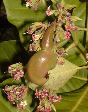 Pépinière Palmaris Anacardium occidentale