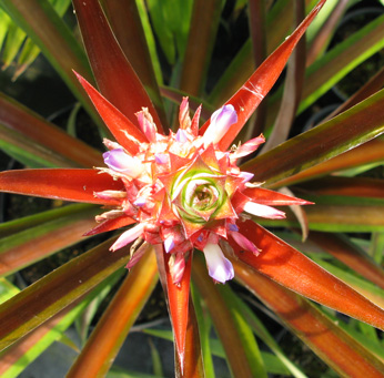 Pépinière Palmaris Ananas comosus inermis "Smooth Cayenne"