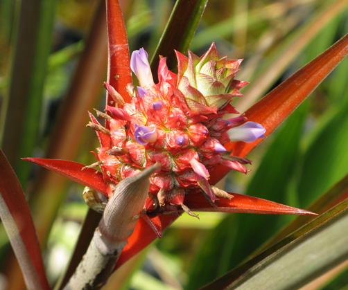 Pépinière Palmaris Ananas comosus inermis "Smooth Cayenne"