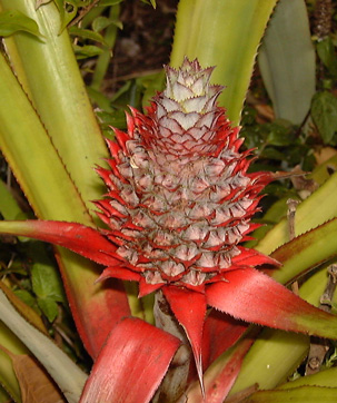 Pépinière Palmaris Ananas comosus inermis "Smooth Cayenne"