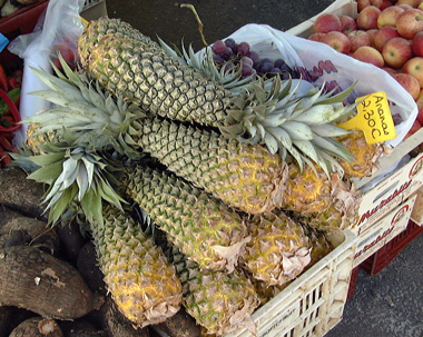 Pépinière Palmaris Ananas comosus "bouteille"