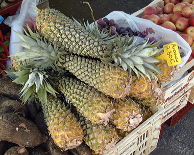 Pépinière Palmaris Ananas comosus "bouteille"