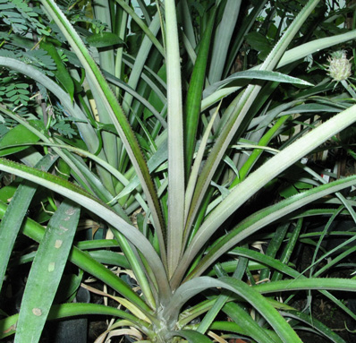 Pépinière Palmaris Ananas comosus "bouteille"