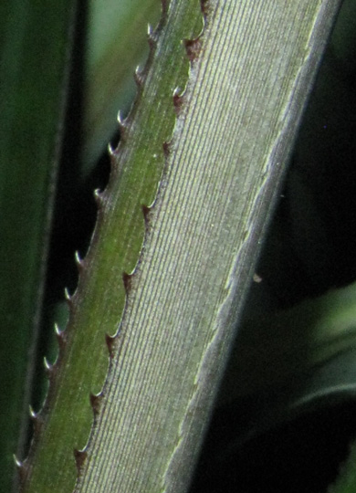 Pépinière Palmaris Ananas comosus "bouteille"