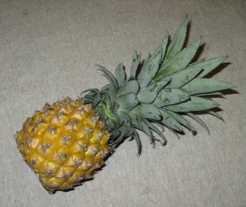 Pépinière Palmaris Ananas comosus "Victoria"