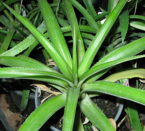Pépinière Palmaris Ananas comosus "Victoria"