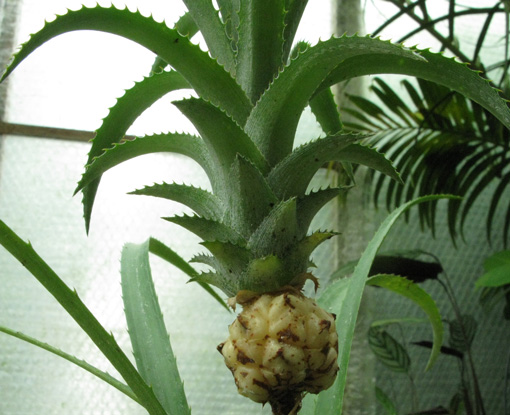 Pépinière Palmaris Ananas comosus  "nain"