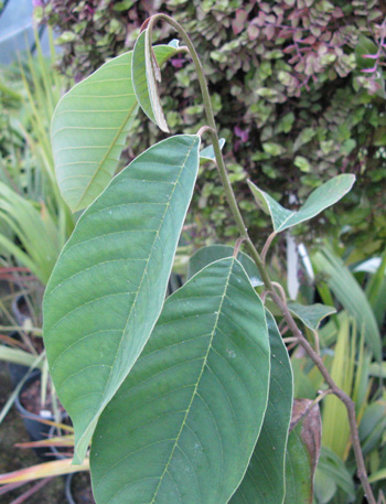 Pépinière Palmaris Annona cherimola