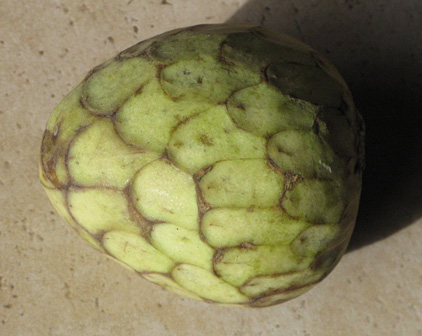 Pépinière Palmaris Annona cherimola