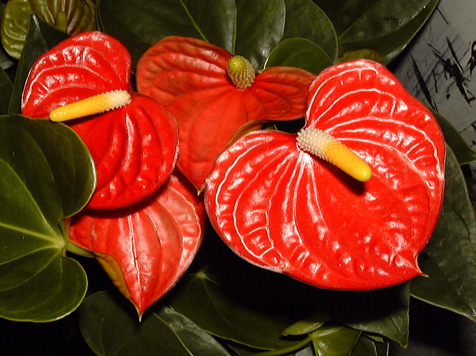 Pépinière Palmaris Anthurium andreanum